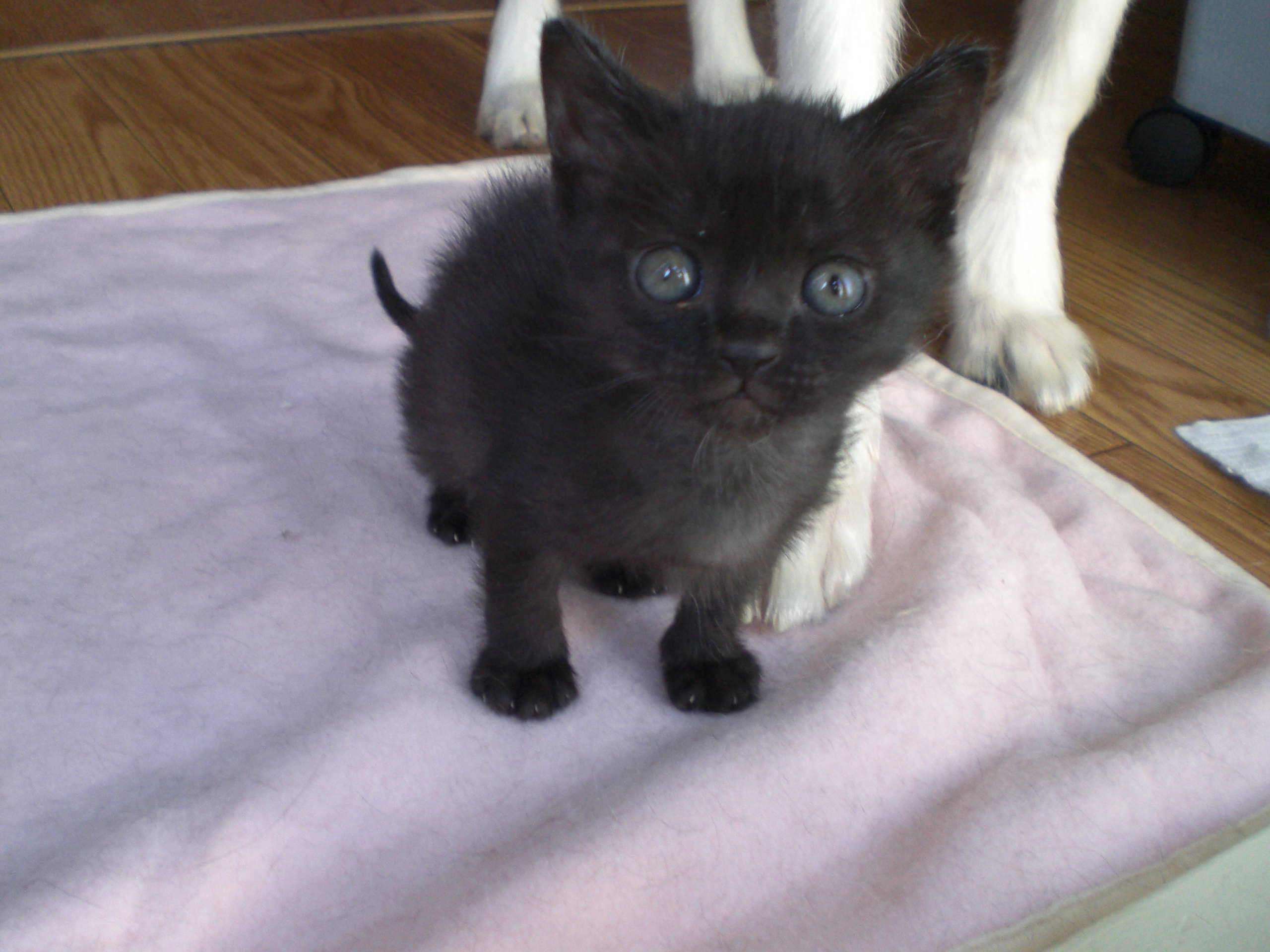 黒猫の赤ちゃん 笑う猫と歌う犬